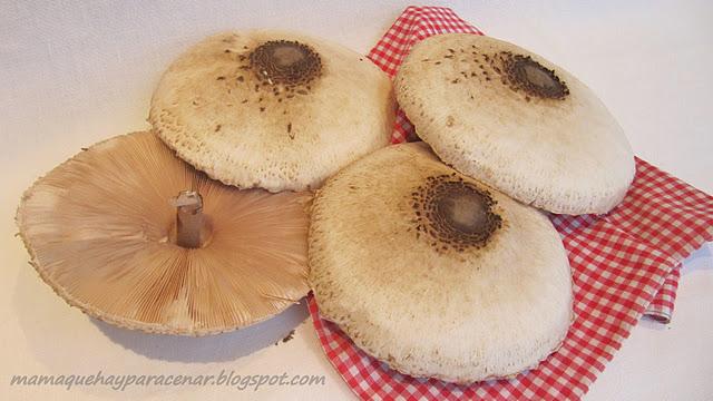 CACHOPO DE MACROLEPIOTAS CACHOPO DE MACROLEPIOTAS