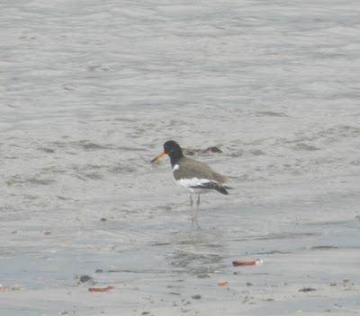 Ostrero en la ribera Ostrero en la ribera