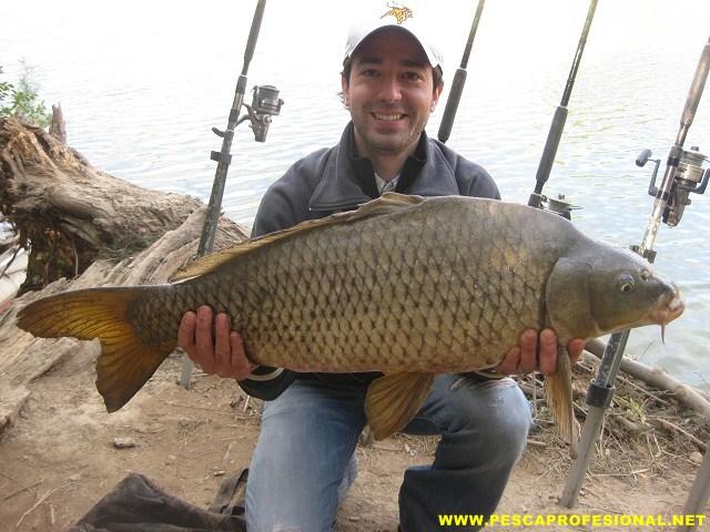 CARPA COMUN PESCADORES MEXICANOS