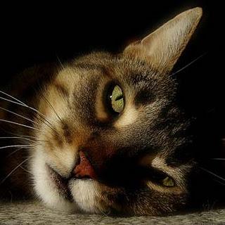 10 consejos para convivir con un gato. 10 consejos para convivir con un gato.