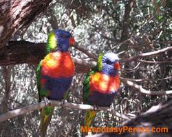 Loriquitos mascotas Loriquitos mascotas