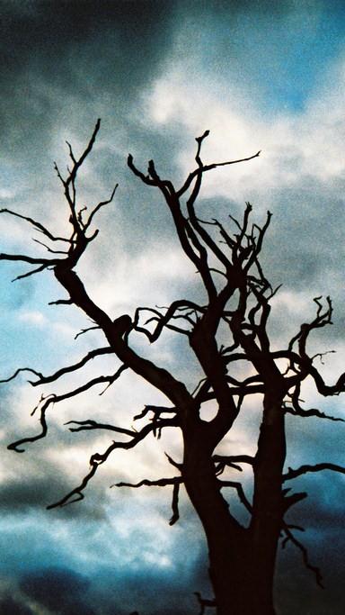 arbolseco Árbol Seco y misterioso