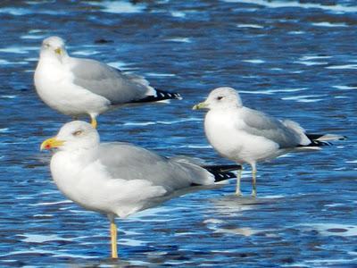 Gaviota cana adulta