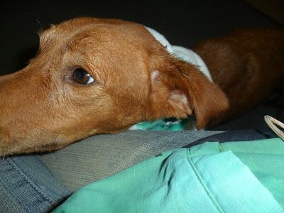 Blandi, URGENTE CASA DE ACOGIDA EN SEVILLA. Blandi, URGENTE CASA DE ACOGIDA EN SEVILLA.