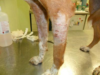 Blandi, URGENTE CASA DE ACOGIDA EN SEVILLA. Blandi, URGENTE CASA DE ACOGIDA EN SEVILLA.