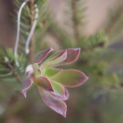 Adornos de árbol de Navidad con suculentas