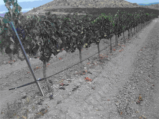 FINCA ONEGAR + VERTICAL DE CAUS LUBIS, cata inolvidable FINCA ONEGAR + VERTICAL DE CAUS LUBIS, cata inolvidable