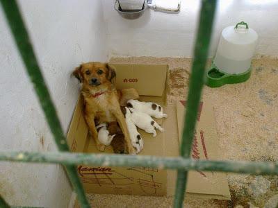 Perrina mini con sus bebés, en perrera de Albacete, sacrificio 30 noviembre !!