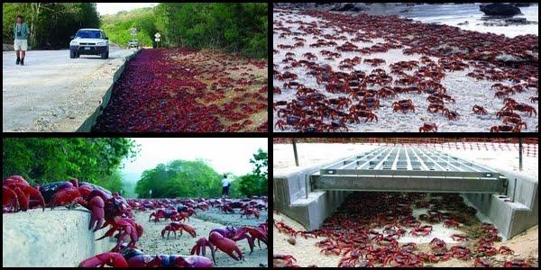 Los cangrejos rojos (Gecarcoidea Natalis). Una de las migraciones más espectaculares del planeta. Los cangrejos rojos (Gecarcoidea Natalis). Una de las migraciones más espectaculares del planeta.