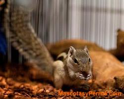 fotos Ardillas roedores fotos Ardillas roedores