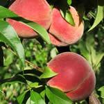 plantas medicinales Melocoton plantas medicinales Melocoton