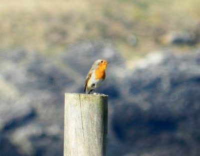 Un raitán canta Un raitán canta