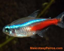 Fotos Paracheirodon Innesi Fotos Paracheirodon Innesi