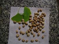 El ginkgo (Ginkgo biloba) El ginkgo (Ginkgo biloba)