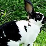 Enano Angora Micro Canela - Conejo