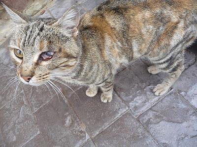 Gata medio ciega abandonada en pueblo cerca d Castellón - Valencia. Gata medio ciega abandonada en pueblo cerca d Castellón - Valencia.