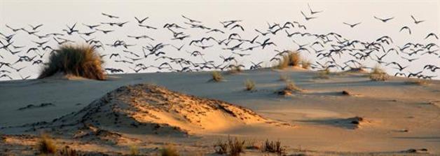 El hombre y la Tierra: Doñana (parte 1) El hombre y la Tierra: Doñana (parte 1)