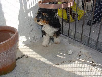 Mojito CACHORRO 4 MESES PRECIOSO PELUDITO. MADRID Mojito CACHORRO 4 MESES PRECIOSO PELUDITO. MADRID