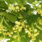 Tilo planta medicinal Tilo planta medicinal