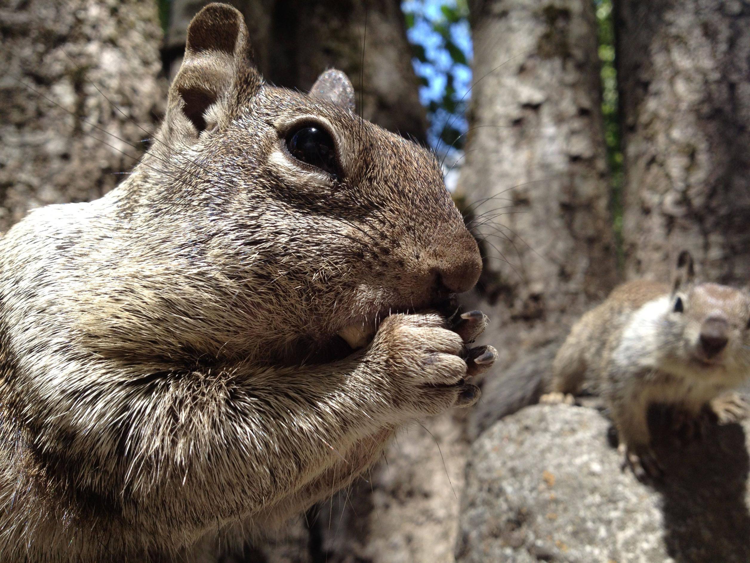 Impresionantes fotos tomadas con un iPhone 4S