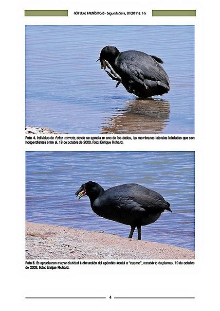Trabajos de investigación publicados recientemente por el autor: Nueva localidad para la gallareta cornuda (Fulica cornuta) en la II Región, Antofagasta, República de Chile Trabajos de investigación publicados recientemente por el autor: Nueva localidad para la gallareta cornuda (Fulica cornuta) en la II Región, Antofagasta, República de Chile