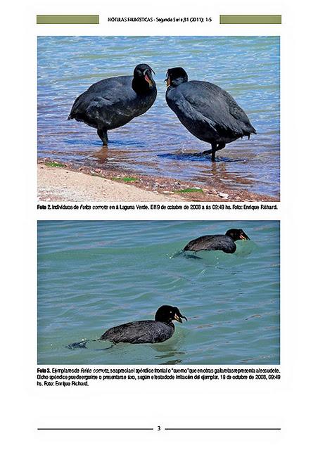 Trabajos de investigación publicados recientemente por el autor: Nueva localidad para la gallareta cornuda (Fulica cornuta) en la II Región, Antofagasta, República de Chile Trabajos de investigación publicados recientemente por el autor: Nueva localidad para la gallareta cornuda (Fulica cornuta) en la II Región, Antofagasta, República de Chile