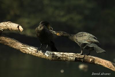 Matando cormoranes con dinero público Matando cormoranes con dinero público