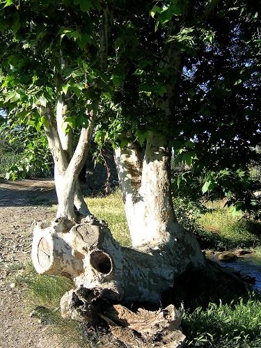 Árboles Singulares de Huesca - Platanero de Ripoll (Binaced) Árboles Singulares de Huesca - Platanero de Ripoll (Binaced)