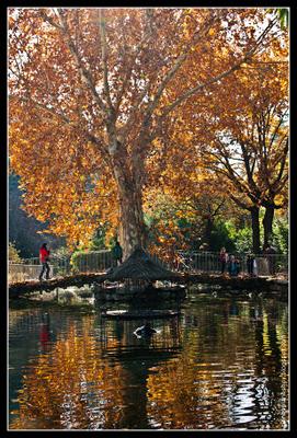 El Campo del Moro