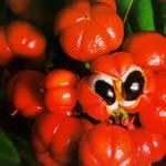 Guarana planta medicinal Guarana planta medicinal