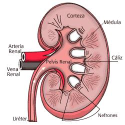 El rechazo crónico El rechazo crónico