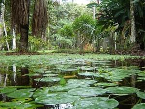 Cómo afecta a las plantas el calentamiento global