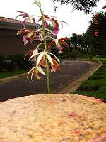QUICHE O TARTA SALADA DE CARNE, REMOLACHA Y BERENJENA. QUICHE O TARTA SALADA DE CARNE, REMOLACHA Y BERENJENA.