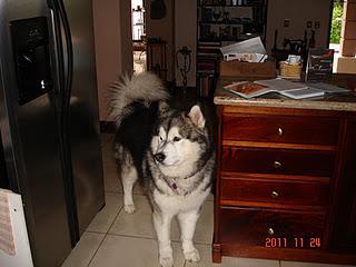 QUICHE O TARTA SALADA DE CARNE, REMOLACHA Y BERENJENA. QUICHE O TARTA SALADA DE CARNE, REMOLACHA Y BERENJENA.