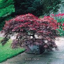 Un jardin color chocolate http://t1.gstatic.com/images?q=tbn:ANd9GcSfRIk_KS8Fw6_W0GczTs4t5kkSLn8stKyYBfB0OtsstuC3QM8&t=1&usg=__d7B5F_4vQJo8SkbqP_MZ_A3-DSY=
