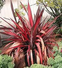 Un jardin color chocolate http://t0.gstatic.com/images?q=tbn:ANd9GcRdsuvn2cWHAo5_jmfA8yPUnhM_qJy6ihFCBRElQREpLtCUP5U&t=1&usg=__riLp3SWF9Ka8amYySb3fquE2EyU=