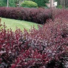 Un jardin color chocolate http://t3.gstatic.com/images?q=tbn:ANd9GcRNehr6EFAtPY7rC3QwH-6CGaoBFAFSJpTiLsRhZl_wUUEpKSw&t=1&usg=__TNbtVi-IsyUh77en0Yb_sRSqnVs=
