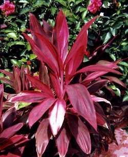 Un jardin color chocolate http://www.desert-tropicals.com/Plants/Agavaceae/Cordyline_terminalis2.jpg