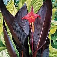 Un jardin color chocolate http://t2.gstatic.com/images?q=tbn:ANd9GcQfJQtp0yOzQR9REdQtImHgkt2ltyK9iop4lKLrlUdom67ATW0&t=1&usg=__q2poyczYhASKE83jisPrrisgLb4=