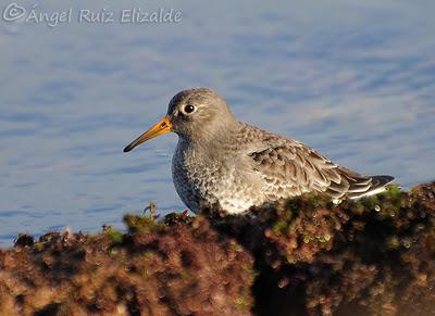 Rock & Roll !!!! Rock & Roll !!!!