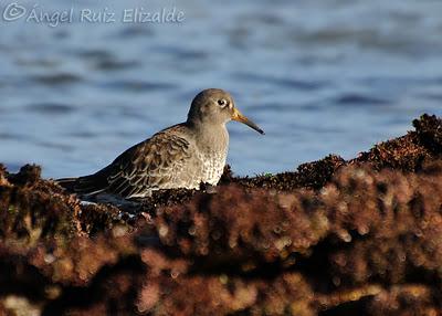 Rock & Roll !!!! Rock & Roll !!!!