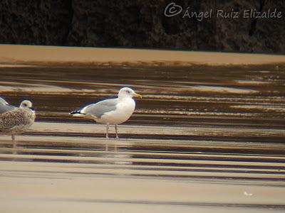 Gaviota argéntea en Cuberris...