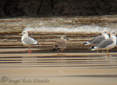 Gaviota argéntea en Cuberris...