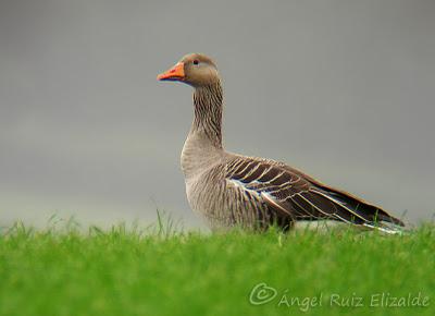 Día de ánsares... Día de ánsares...