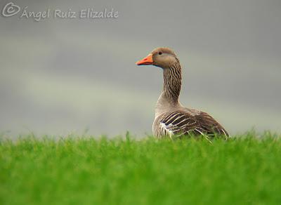 Día de ánsares... Día de ánsares...