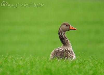 Día de ánsares... Día de ánsares...