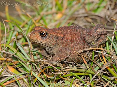 Sapuco colorao... Sapuco colorao...