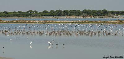 Doñana: Limícolas... Doñana: Limícolas...