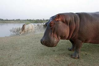 Un hipopótamo llamado África.