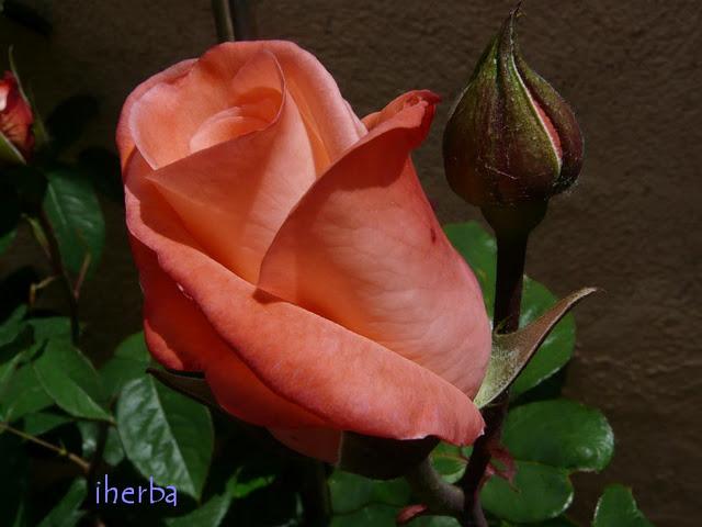 Rosas